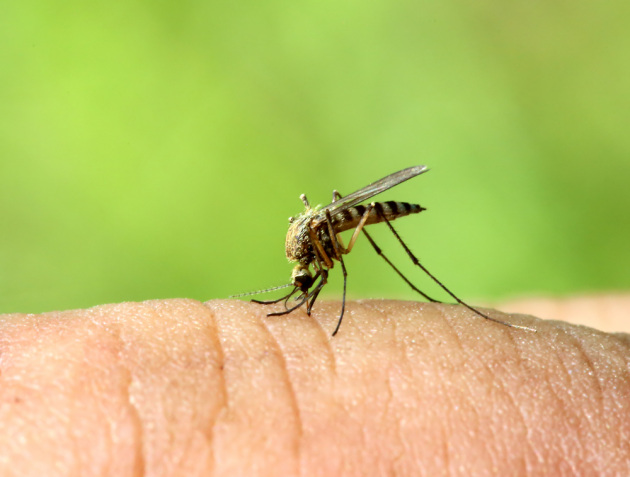 liberarsi dalle zanzare